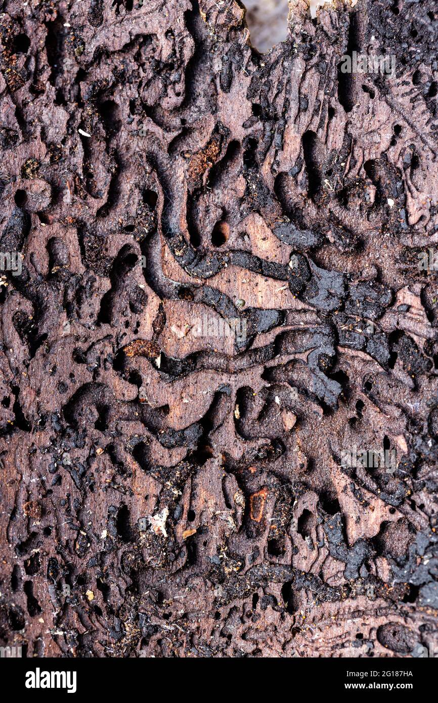 Spuren des Rindenkäfers in der Baumrinde Stockfoto