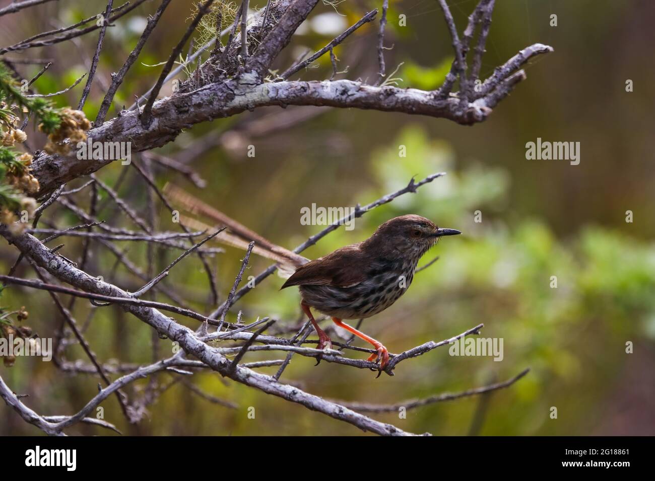 Gefleckter Prinia-Vogel auf Waldbaumbaum (Prinia maculosa) Stockfoto