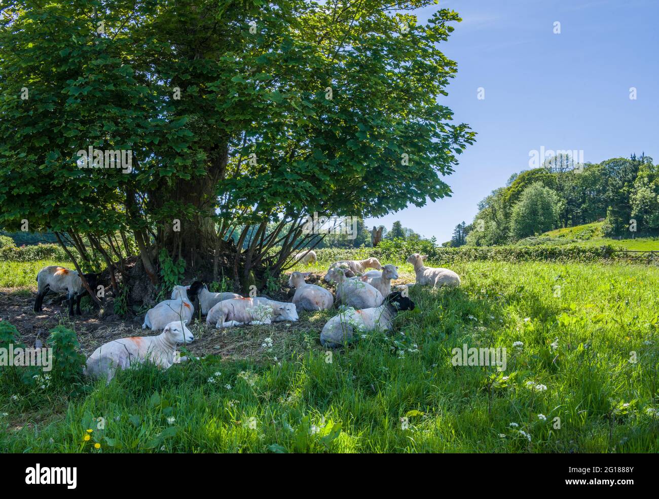 Shhep schützt vor der Sonne in Llansteffan an der Carmarthenshire Coast im Südwesten von wales Stockfoto
