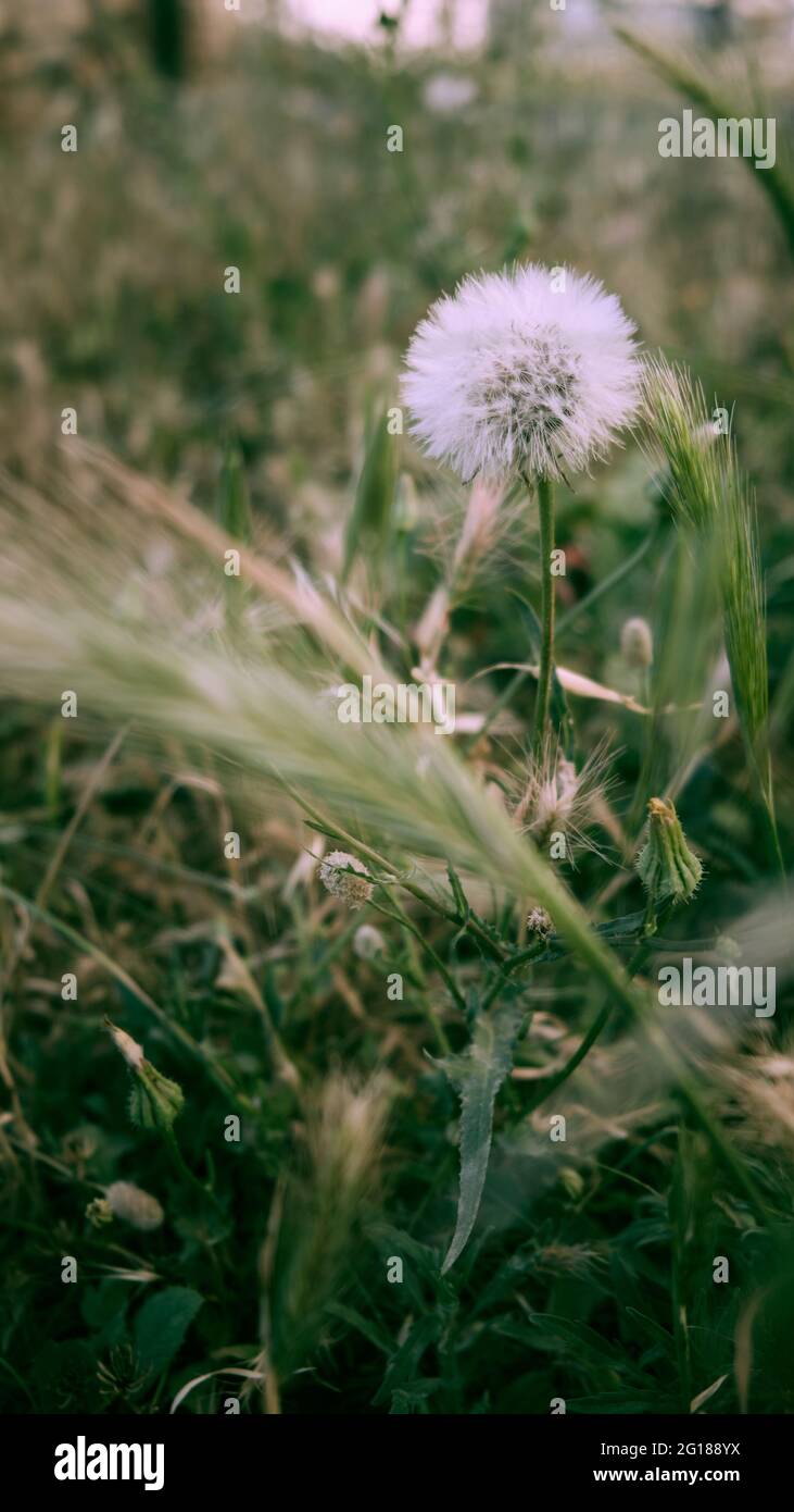 Flauschiger Dandelion im grünen Gras Stockfoto