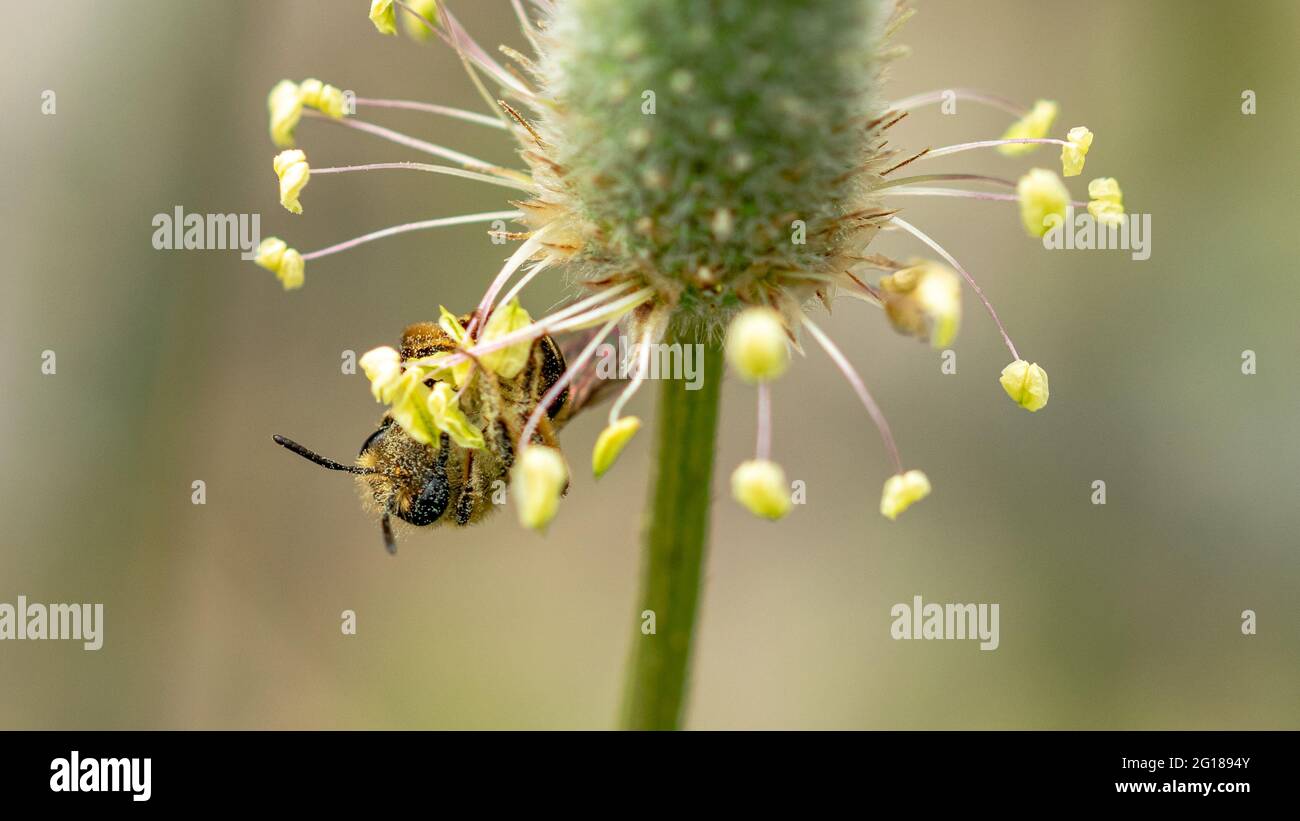 Eine kleine Honigbiene, die nach süßem Pollen sucht, um sich in leckeren Honig zu verwandeln Stockfoto