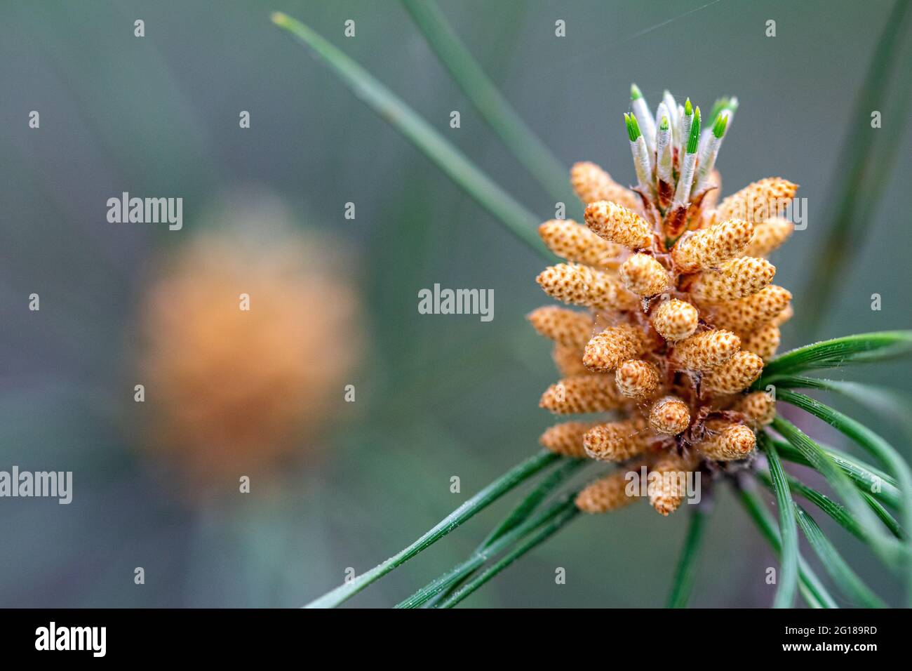 Ein Hintergrundbild Bild von einer immergrünen Kiefer sprießen neue Triebe im Frühjahr Stockfoto