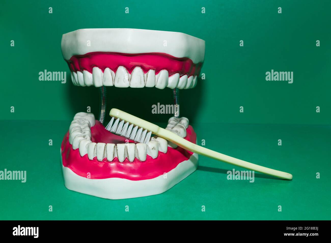 Layout des menschlichen Kiefers mit Zahnbürste. Stockfoto