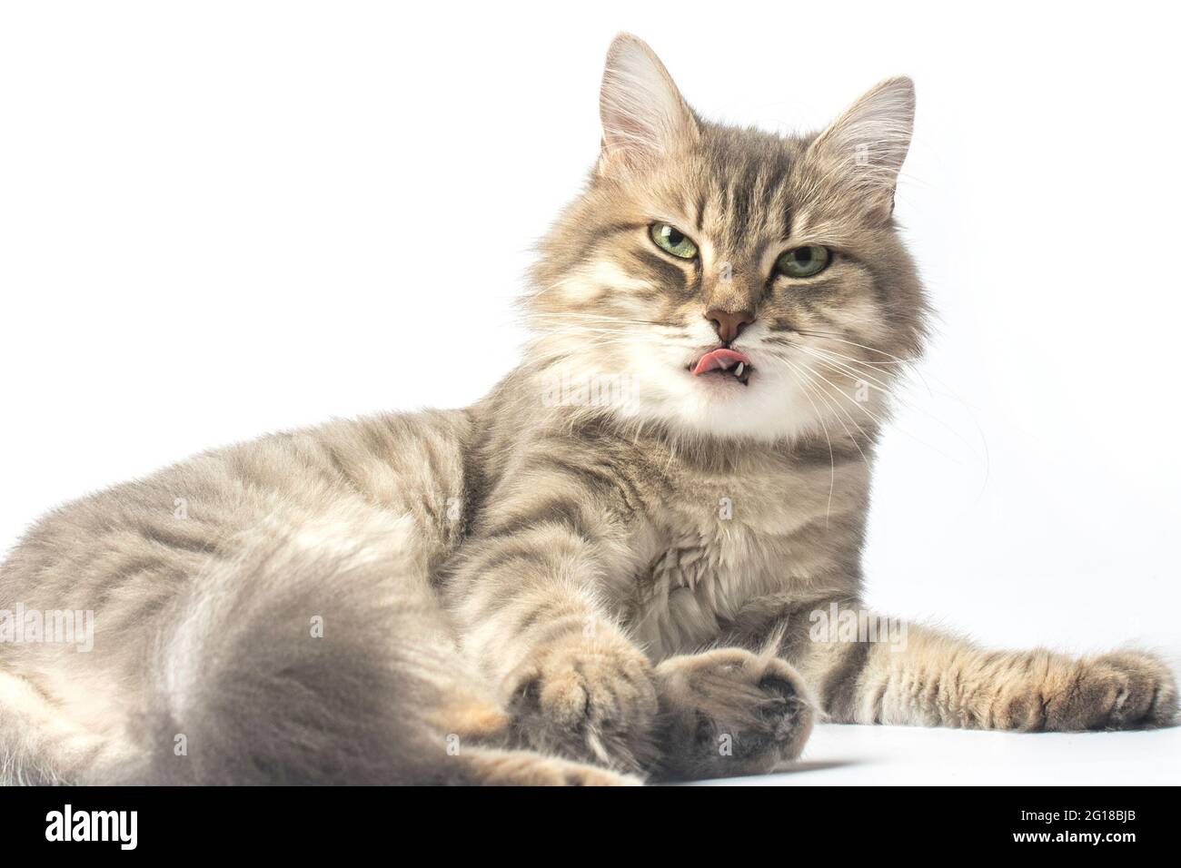 Nahaufnahme eines Katzenportraits, die Katze leckt ihre Lippen Stockfoto