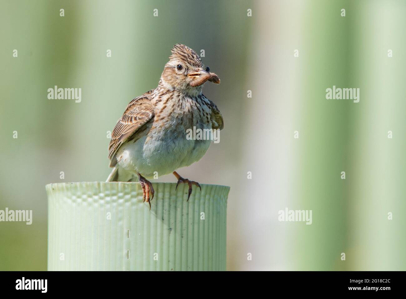 Skylark (Alauda arvensis) im Ury Riverside Park, Inverurie, Aberdeenshire, Schottland, Großbritannien Stockfoto