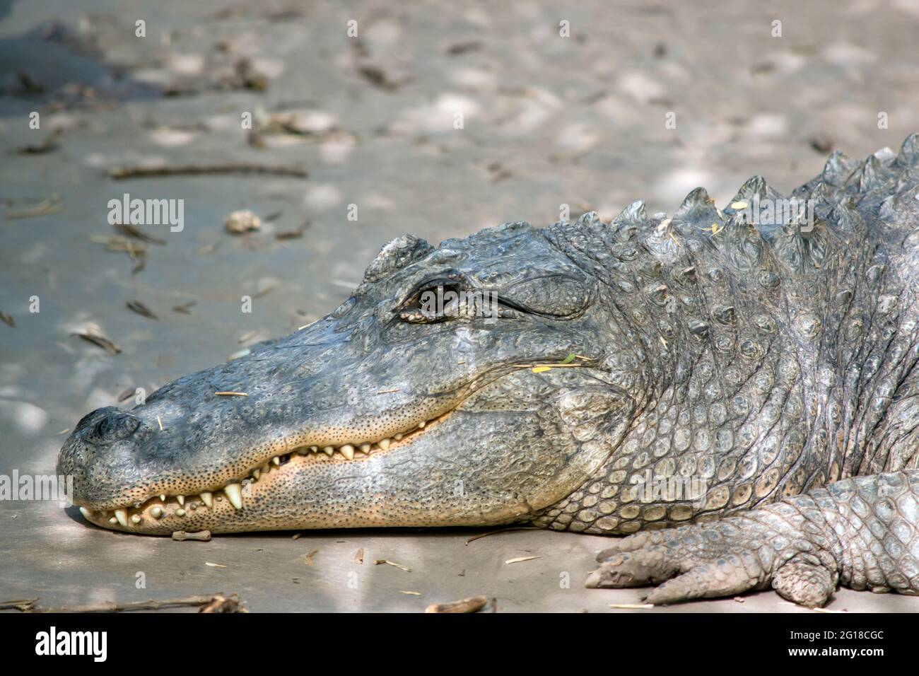 Dies ist eine Nahaufnahme eines Alligator Stockfoto