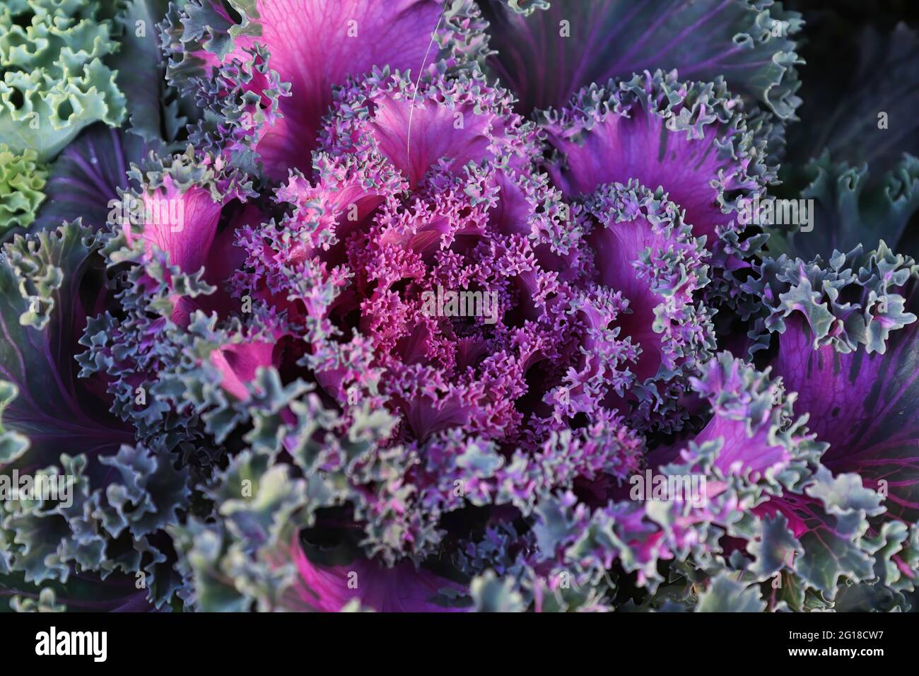 Makro des Zentrums von ornamentalem zweifarbigen Grünkohl Stockfoto