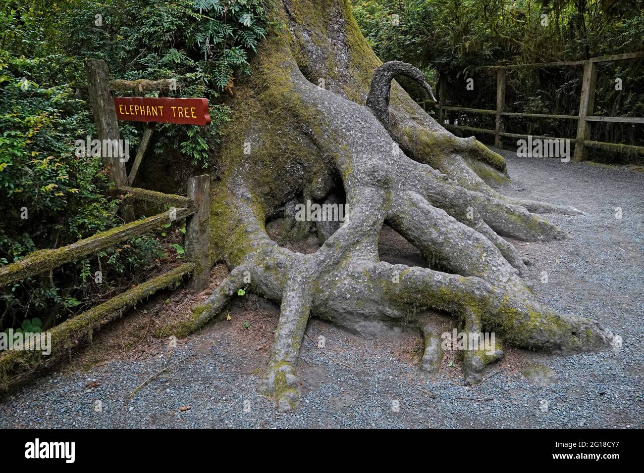 Der Elephant Tree in the Trees of Mystery Attraction in Klamath, Kalifornien, ist ein riesiger Redwood-Baum mit falsch geformten Wurzeln. Stockfoto