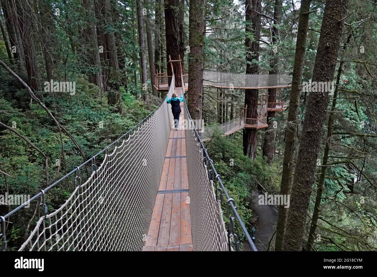 Ein Blick auf eine Person auf dem Canopy Walk, einem Laufsteg-System durch das Vordach von riesigen Redwood-Bäumen in den Bäumen der Mystery Roadside Attraction im Norden Stockfoto