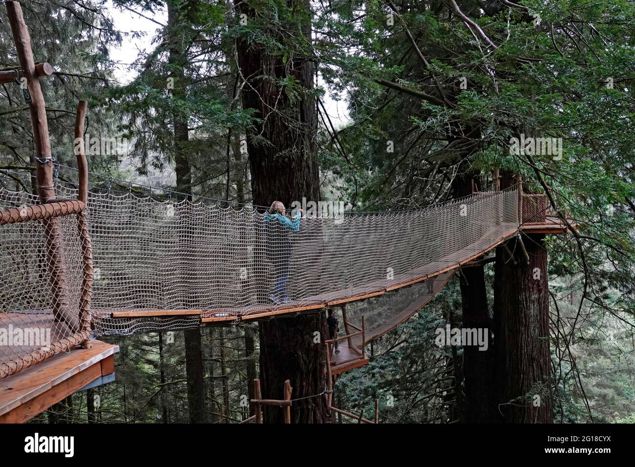 Ein Blick auf eine Person auf dem Canopy Walk, einem Laufsteg-System durch das Vordach von riesigen Redwood-Bäumen in den Bäumen der Mystery Roadside Attraction im Norden Stockfoto