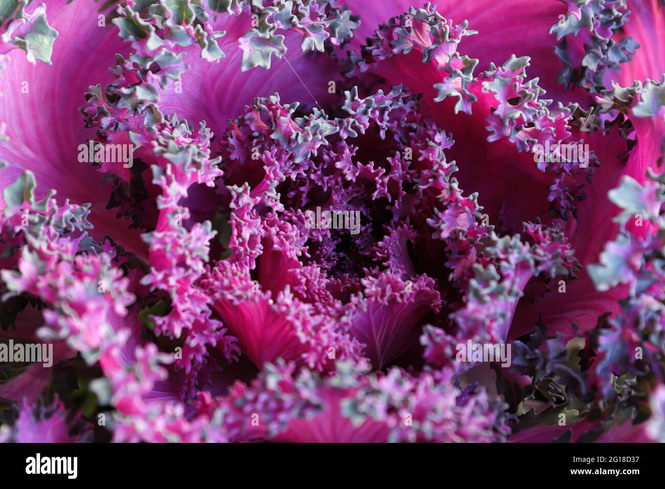 Makro des Zentrums von ornamentalem zweifarbigen Grünkohl Stockfoto