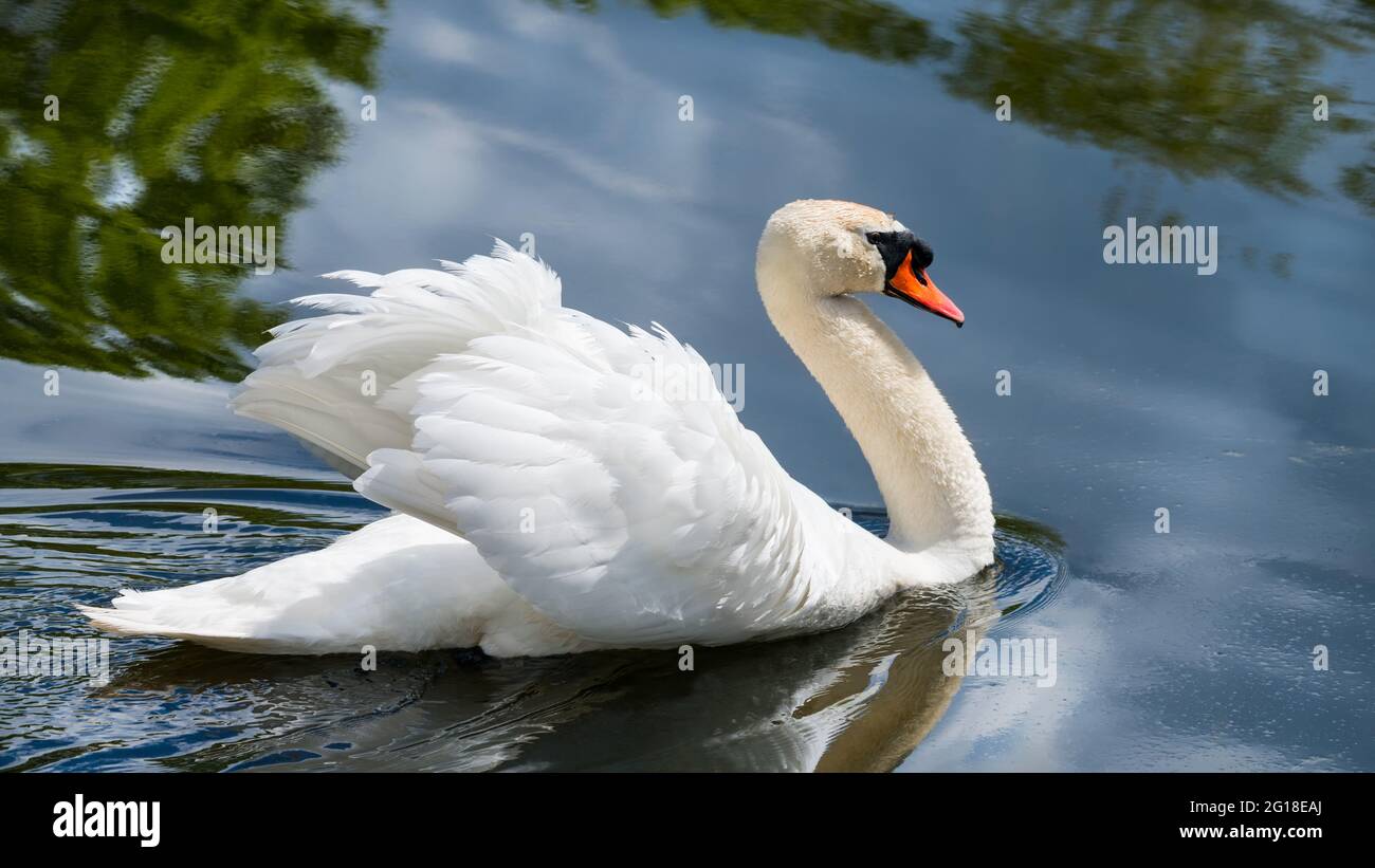 Eleganter weißer stummer Schwan auf der Wasseroberfläche, Spiegelung von grünen Bäumen und blauem Himmel. Cygnus olor. Nahaufnahme des Wildschweinprofils mit flauschigen Flügeln auf einem Teich. Stockfoto