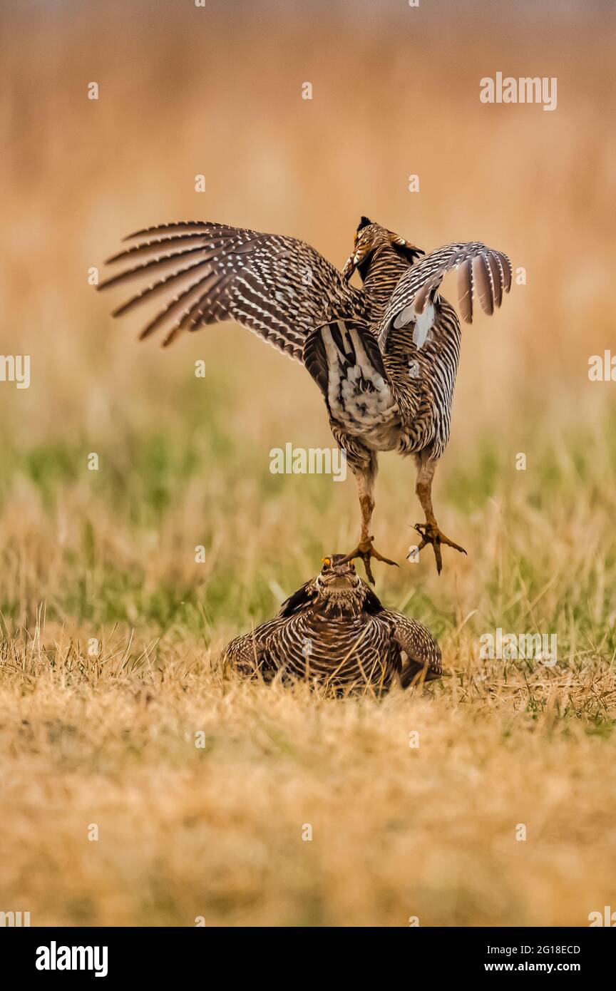 Greater Parrisihnchen, Tympanuchus cupido, Männchen kämpfen auf Leck in Fort Pierre National Grassland, South Dakota, USA Stockfoto