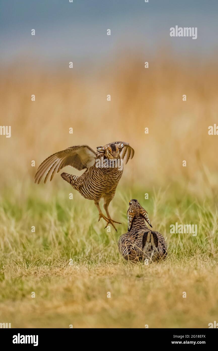 Greater Parrisihnchen, Tympanuchus cupido, Männchen kämpfen auf Leck in Fort Pierre National Grassland, South Dakota, USA Stockfoto