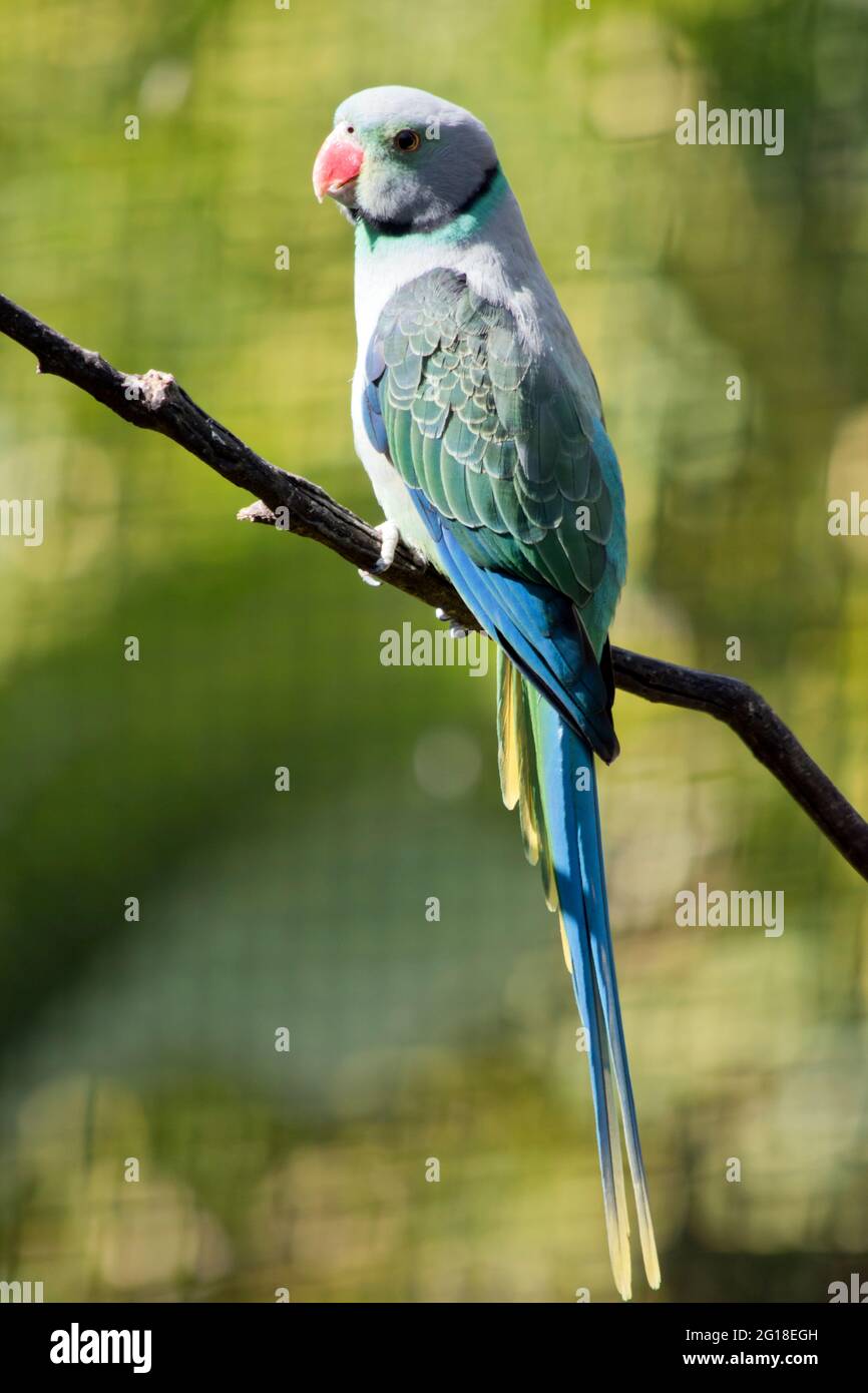 Malabar sittich Fotos und Bildmaterial in hoher Auflösung Alamy