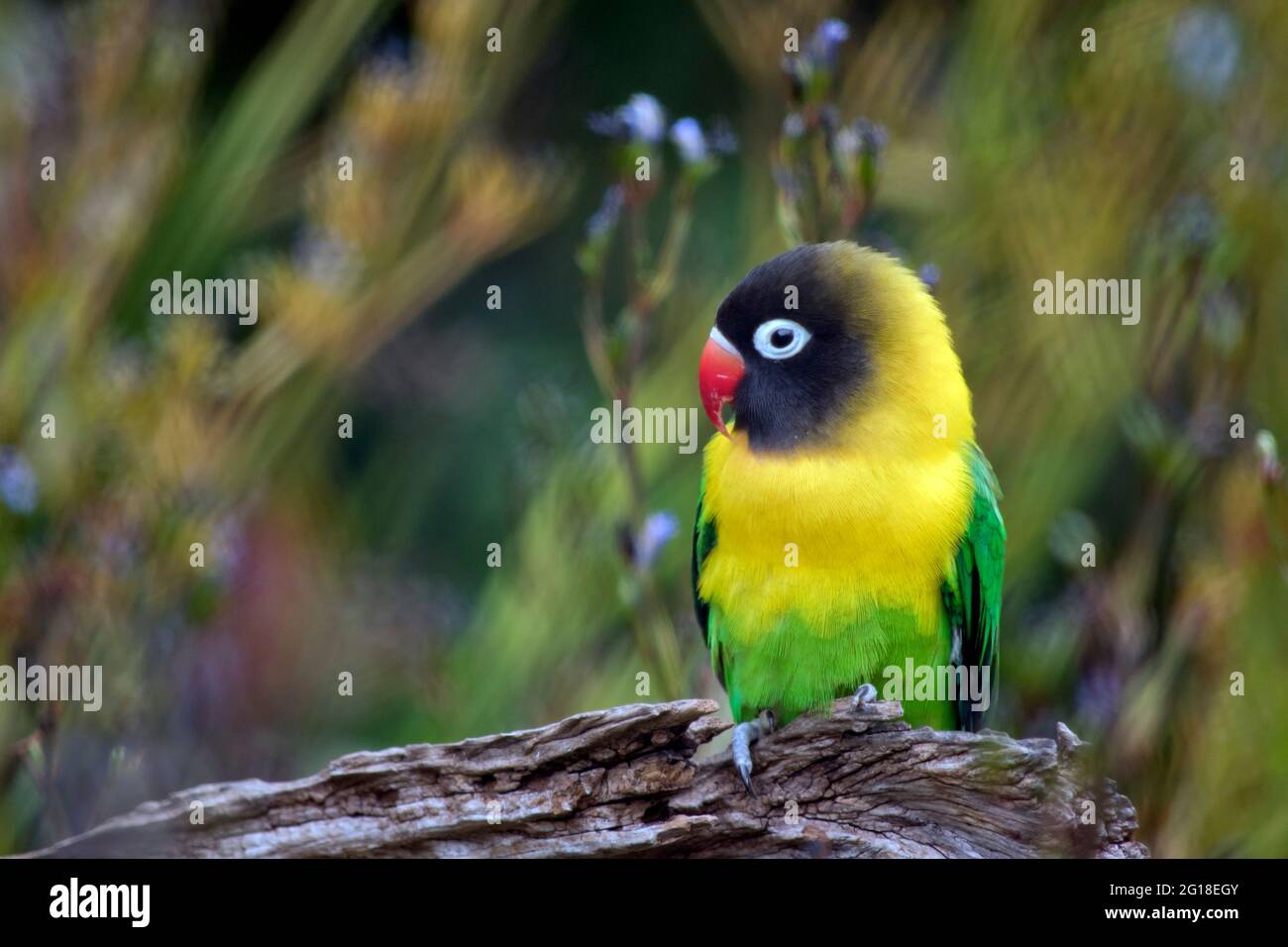 Der maskierte Lovebird hat einen orangefarbenen Schnabel, einen weißen Augenring, ein schwarzes Gesicht, eine gelbe Brust und einen grünen Rumpf Stockfoto