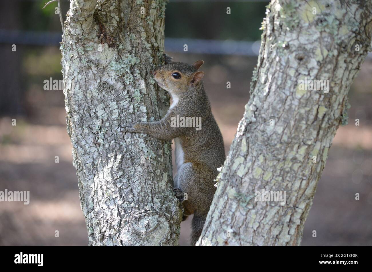 Ein östliches graues Eichhörnchen klammert sich müde an einen Baum. Stockfoto