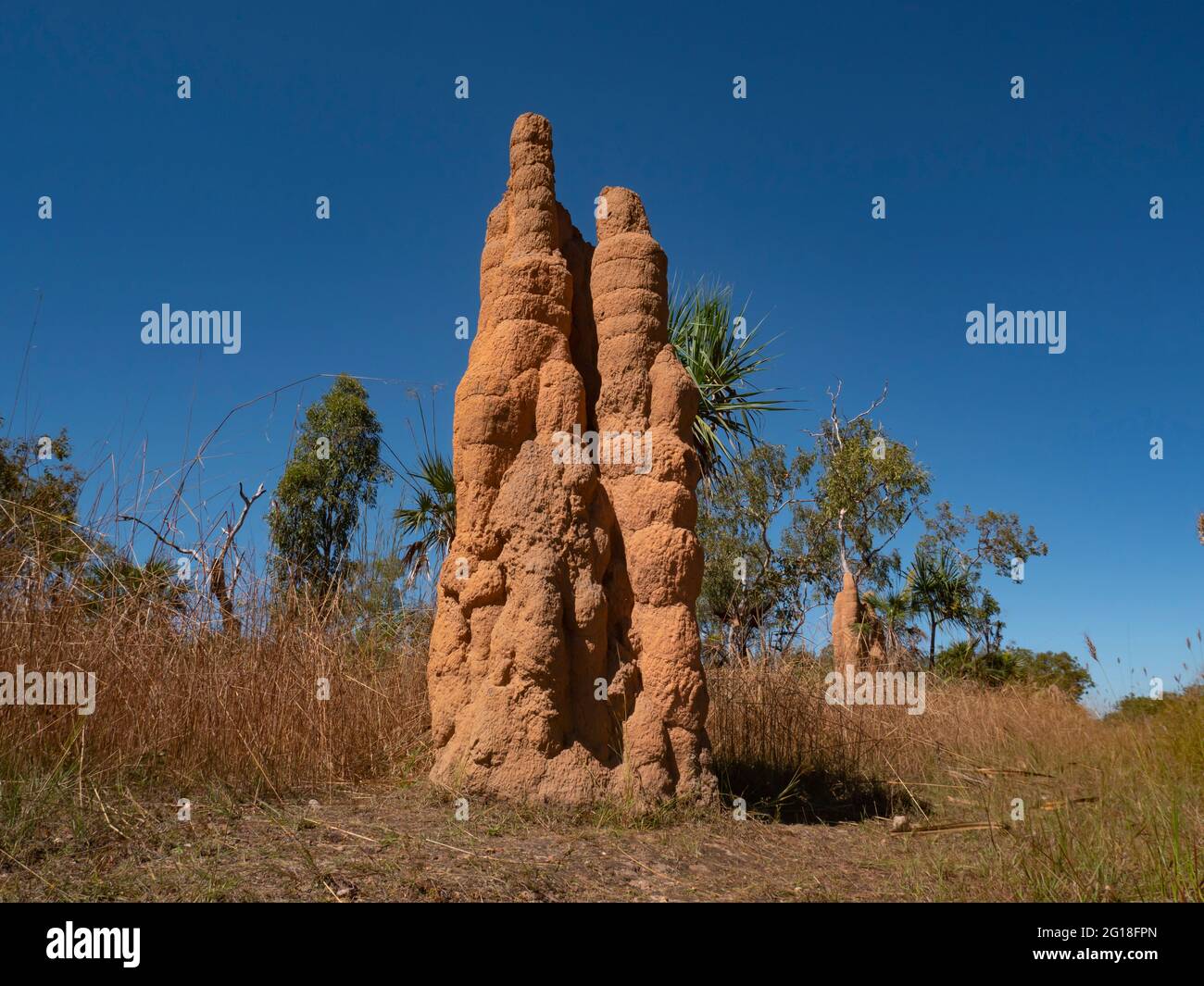 Hohe Termitenhügel in der Red Cathedral befinden sich im tropischen oberen Teil des Northern Territory. Stockfoto