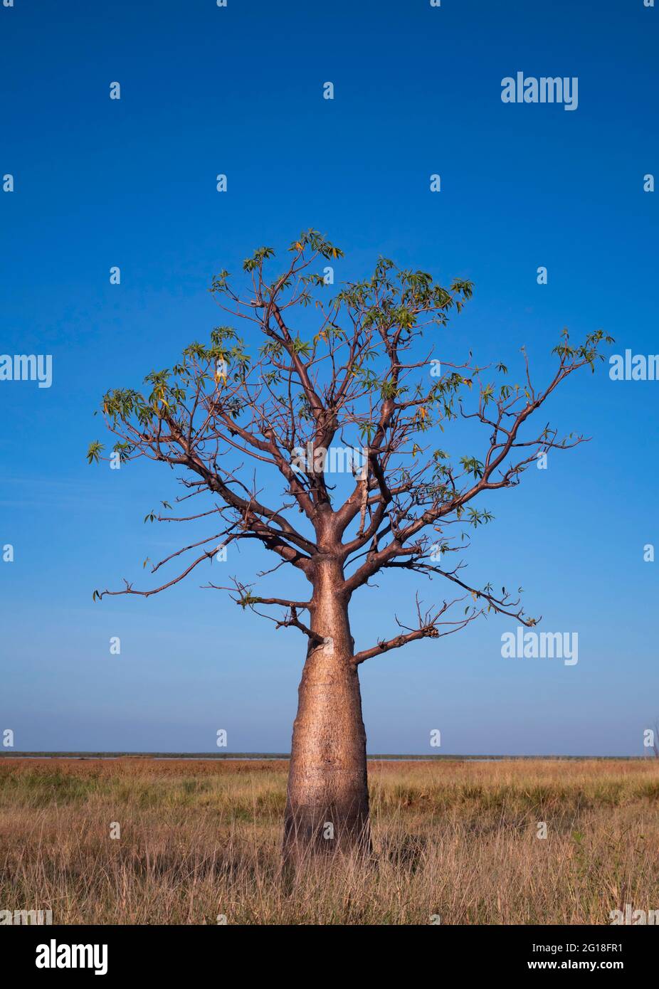 Boab Trees, Adansonia gregorii, in der Region Kimberly in Western Australia. Stockfoto