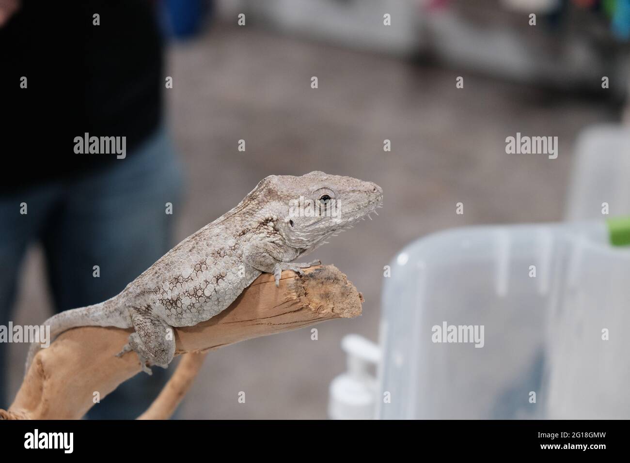 Eine Art Eidechse fand ich während einer Tierausstellung in der Innenstadt von Lafayette Louisiana. Vielleicht ein Gecko, Ich habe keine Ahnung. Weiße Haut. Er war hübsch Stockfoto