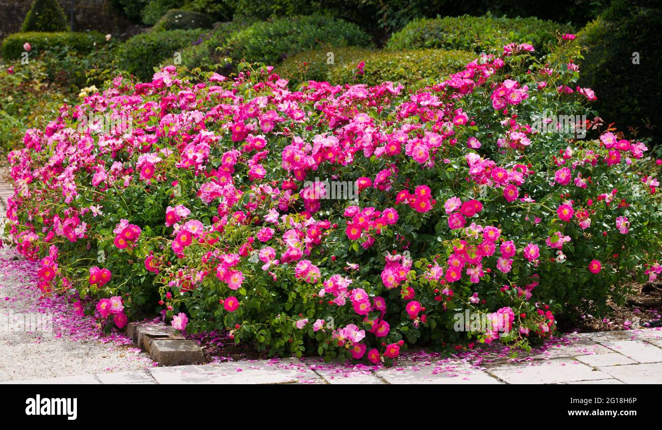 Magische Meillandecor Rosensträucher. Rosen in Blüte im Mai, rosa Rosen. Stockfoto