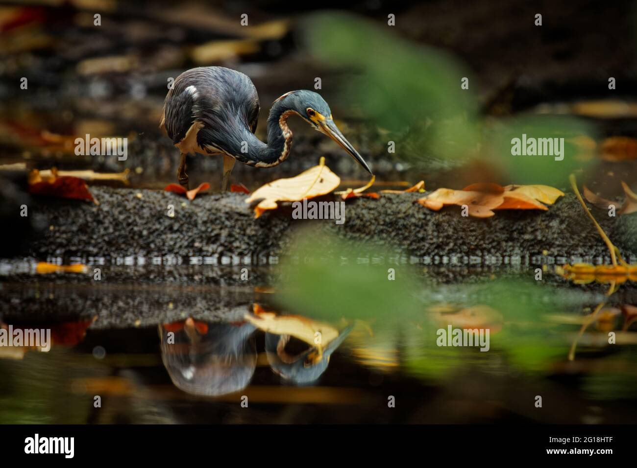 Tricolored Heron - Egretta tricolor, früher Louisiana Reiher, kleine Reiher, die in Küstenregionen Amerikas beheimatet sind, langbeiniger Wasservögel Stockfoto