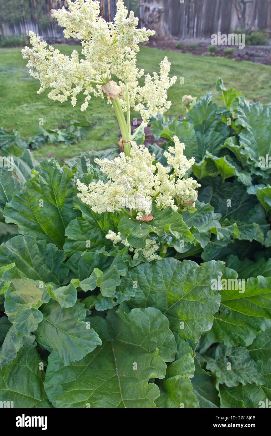 Rhabarber 'Rheum rhabarbarum' blühend, Gemüseanbau im Garten. Stockfoto