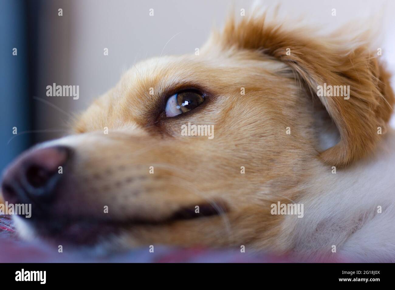 Nahaufnahme bei einem fürchteten Blick auf einen hellbraunen Retriever-Hund, der im Bett liegt. Niedliche Hunde Welpen suchen wachsam und verängstigt. Heim Haustier, Angst Konzepte Stockfoto