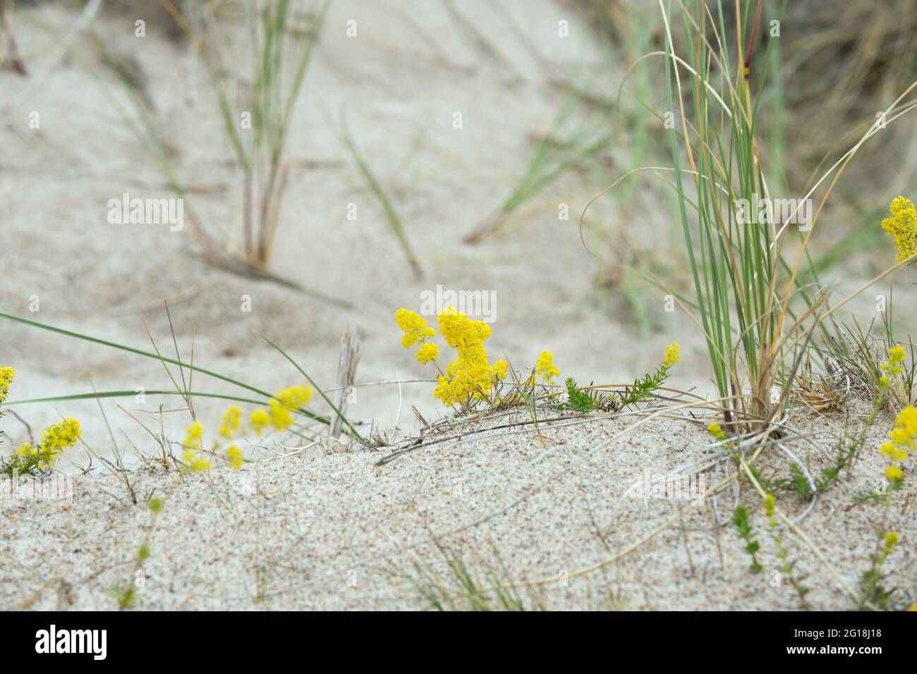 Gelbes Bettstroh, Galium verum blüht in trockener, sandiger Umgebung Stockfoto