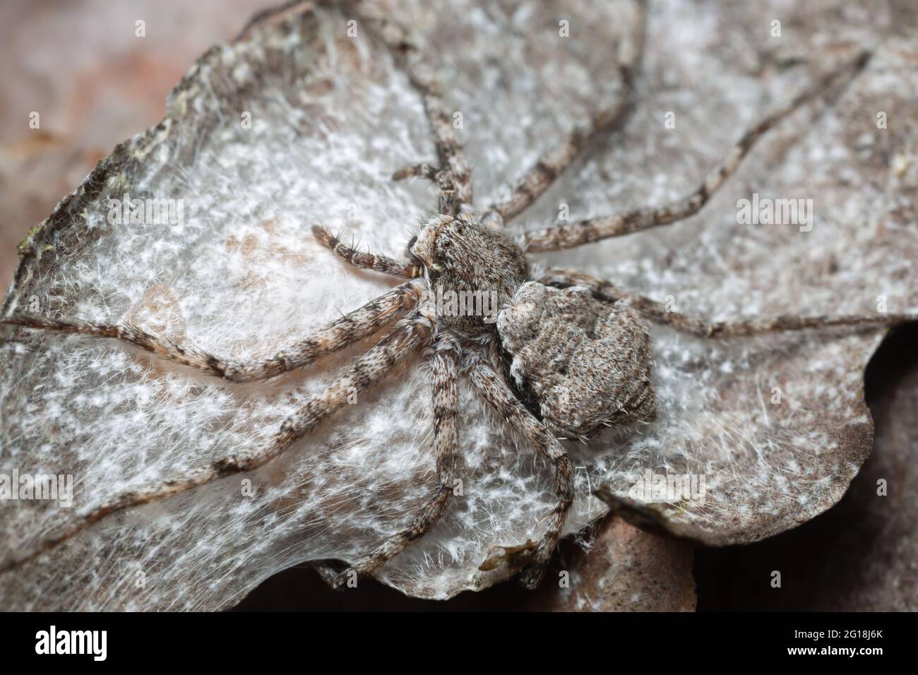 Laufende Krabbenspinne, Philodromus margaritatus auf Kiefernrinde Stockfoto