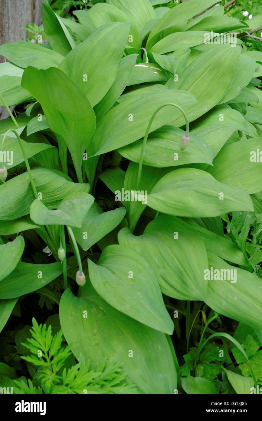 Allium ursinum. Bärlauch oder Bärenzwiebel eine Pflanze mit großen saftigen Blättern ist gesund und hat einen charakteristischen Knoblauchgeschmack. Selektiver Fokus. Stockfoto