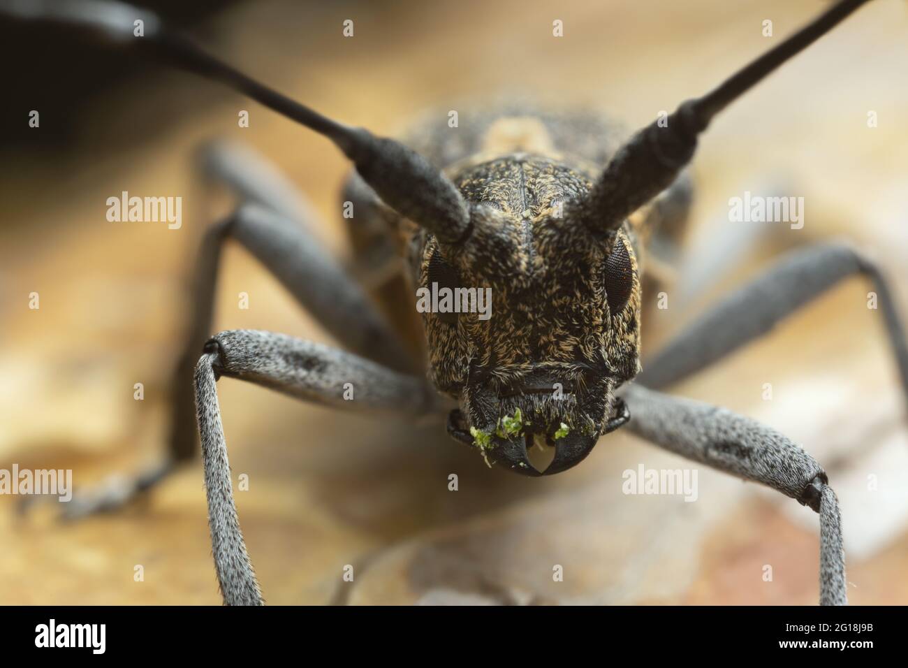 Makroaufnahme eines kiefernsägekäfers, Monochamus galloprovincialis Stockfoto