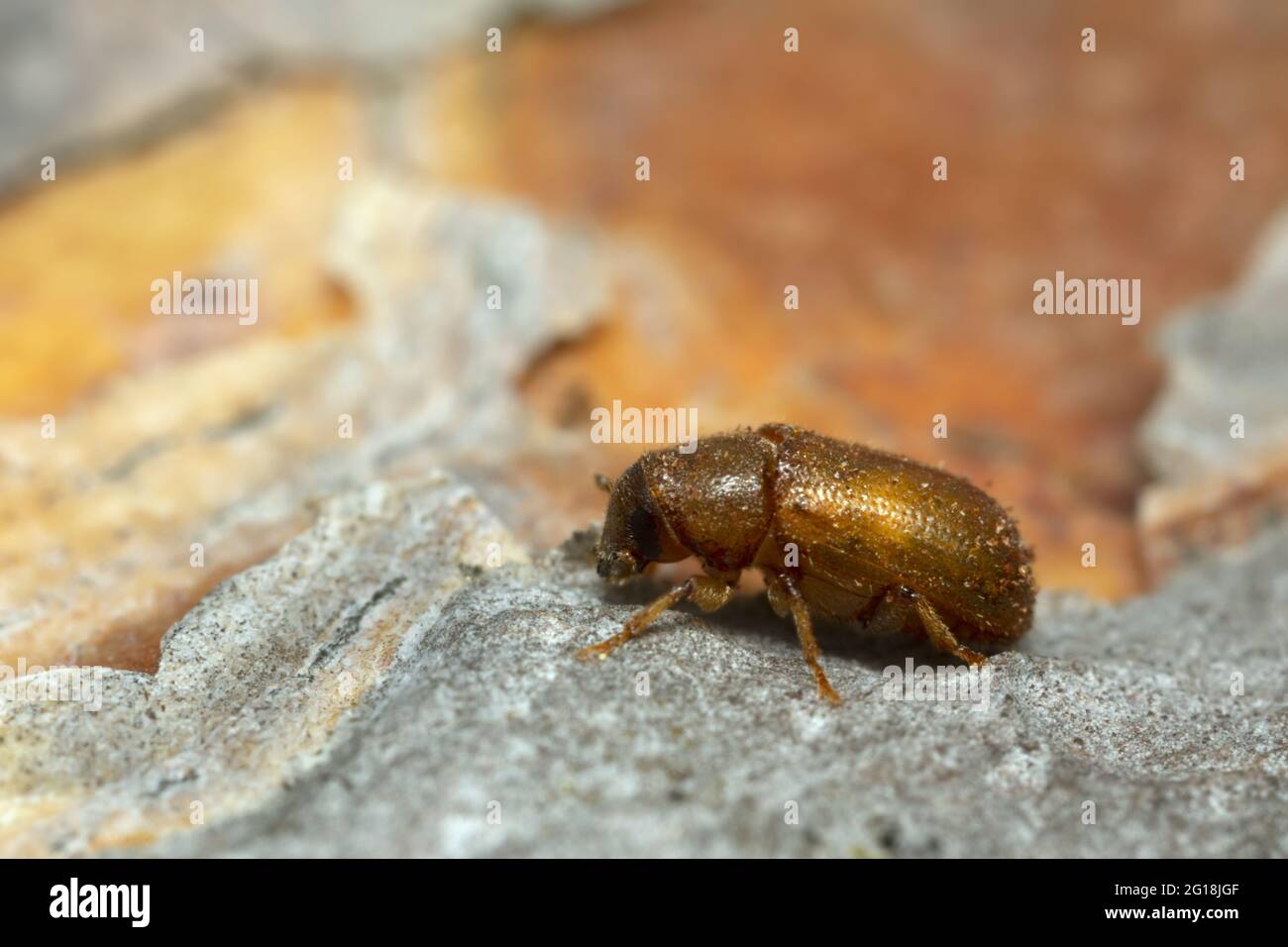 Neu geschlüpfter Käfer, Tomicus piniperda auf Kiefernrinde, ist dieser Käfer ein Schädling im Wald Stockfoto