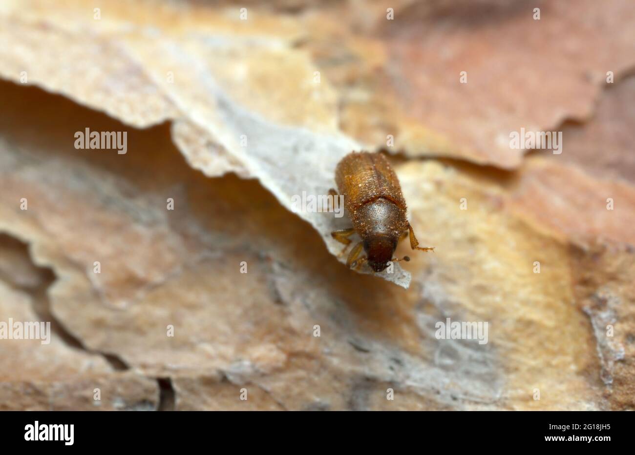 Neu geschlüpfter Käfer, Tomicus piniperda auf Kiefernrinde, ist dieser Käfer ein Schädling im Wald Stockfoto