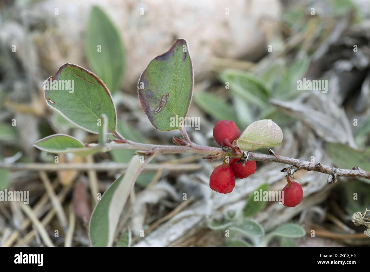 Skandinavischer Cotoneaster, Cotoneaster scandinavicus Pflanze mit Früchten Stockfoto