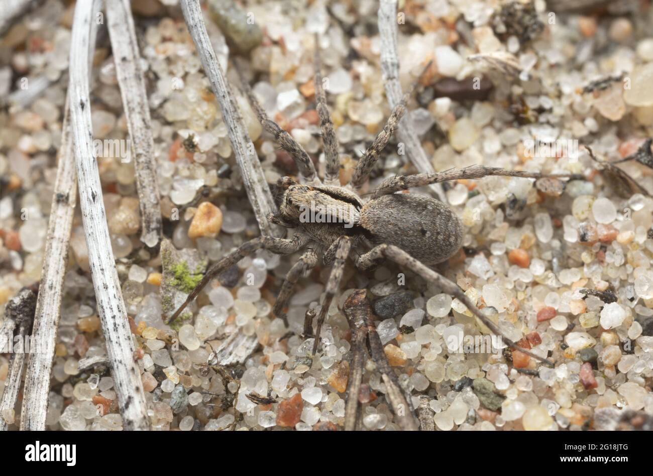 Verbrannte Wolfsspinne, Xerolycosa nemoralis auf Sand Stockfoto