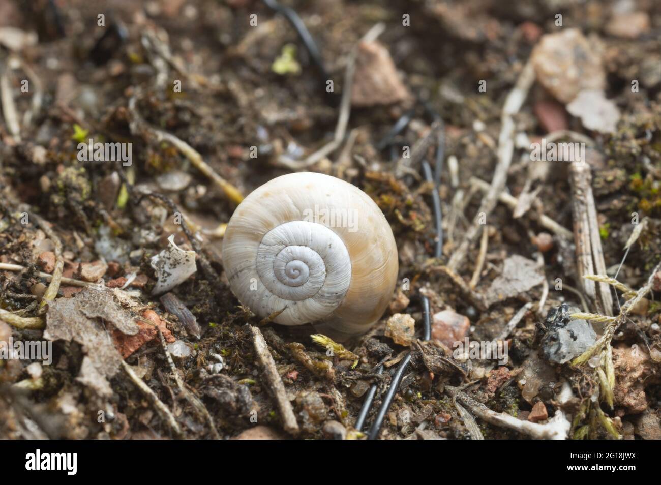 Nahaufnahme einer östlichen Heideschnecke, Xerolenta obvia Schnecke in trockener Umgebung Stockfoto