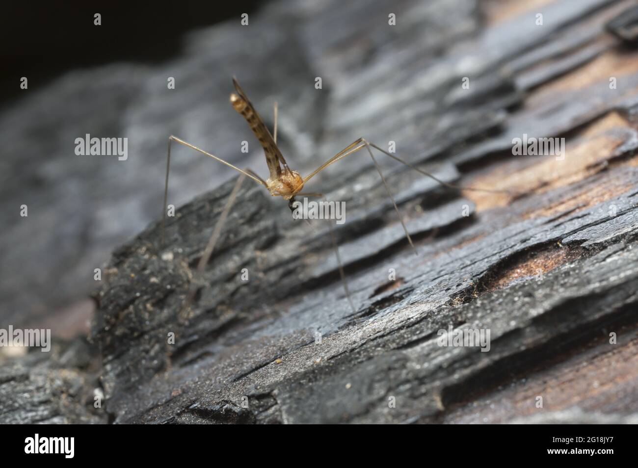 Limonide kranefly, Liminiidae auf verbranntem Kiefernholz Stockfoto