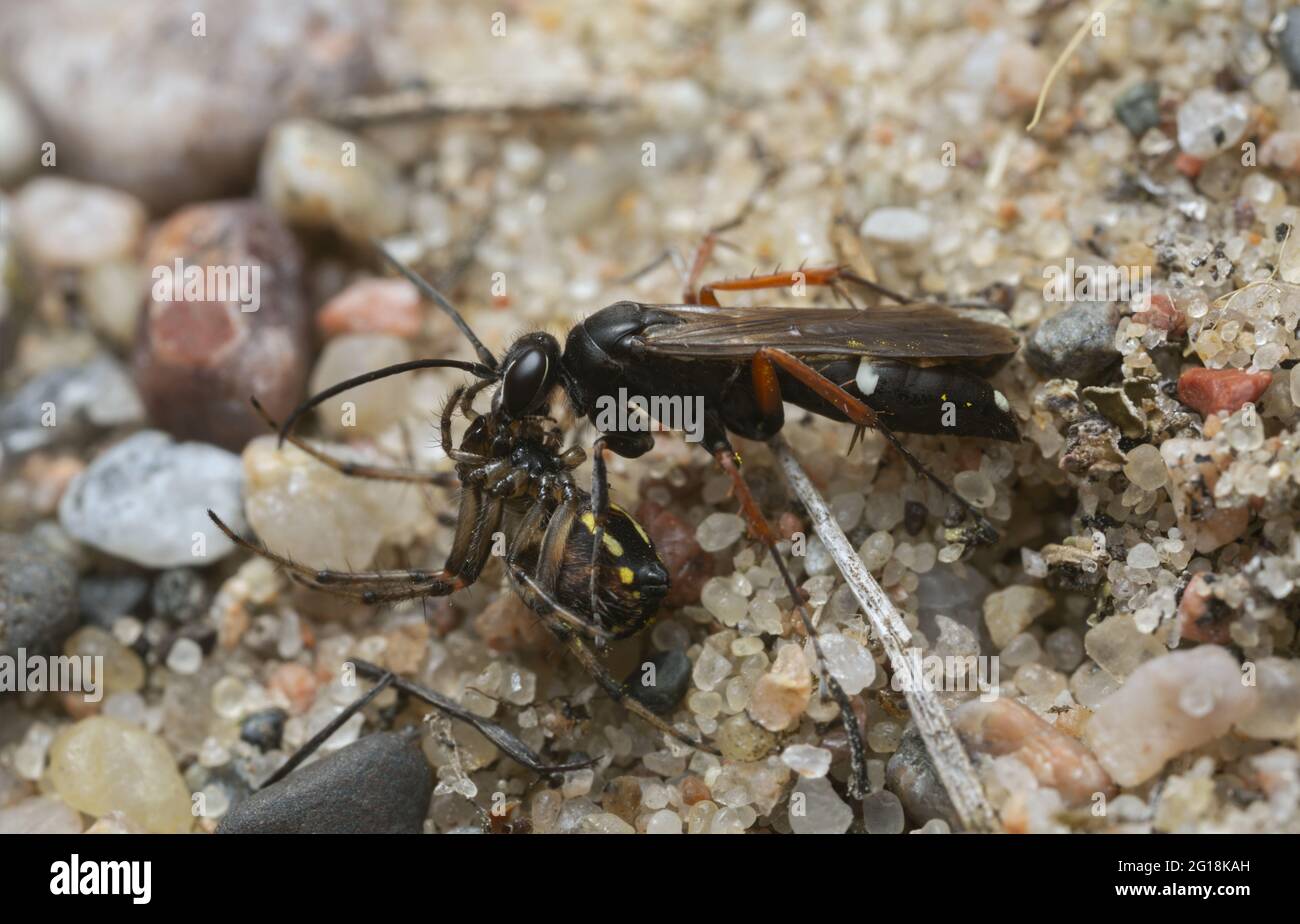 Spinnenjagd Wespe, Episyron mit gefangener Spinne Stockfoto