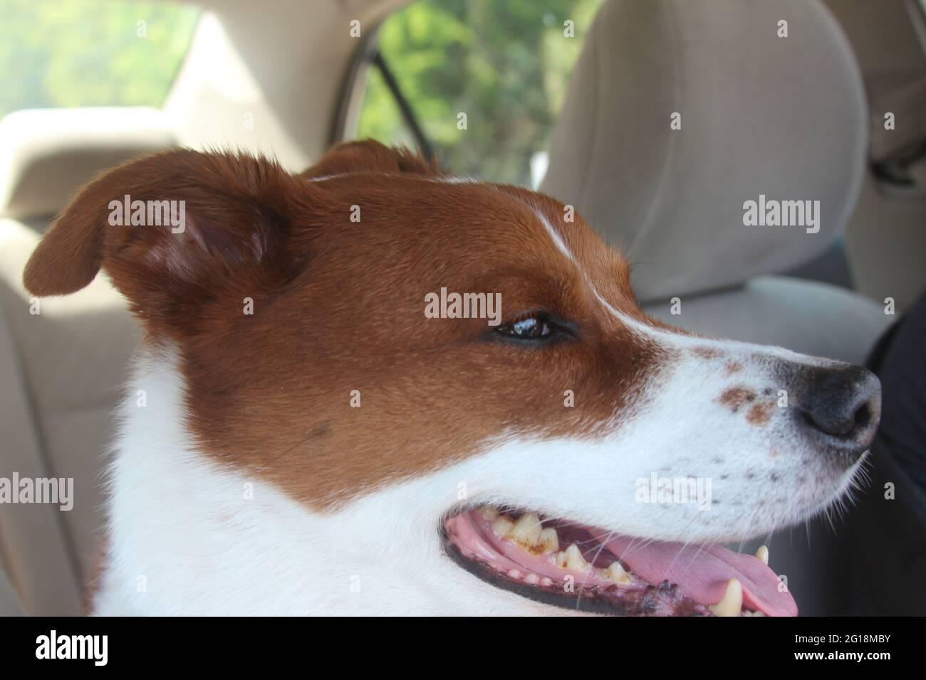 Glücklicher Hund im Auto Stockfoto