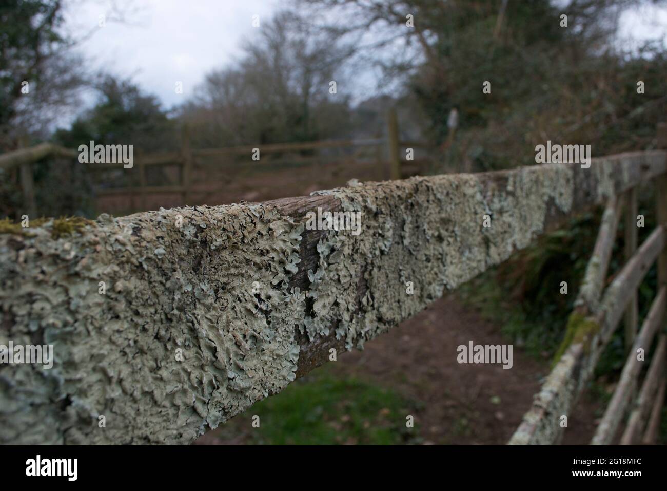 Detail der oberen Leiste eines Tores mit fünf Balken in einem Holzzaun. Bedeckt mit grauen Flechten und moosigen Wucherungen, die das Alter dieses sehr alten Holzes zeigen. Stockfoto