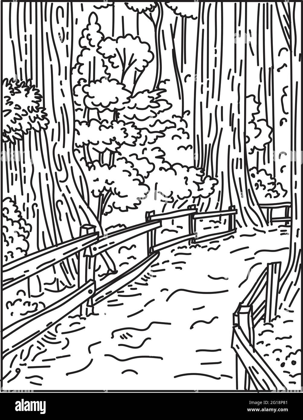 Monoline Illustration von hoch aufragenden, alten Mammutbäumen im Muir Woods National Monument, Teil des Golden Gate National Recreation Area, California Done i Stock Vektor