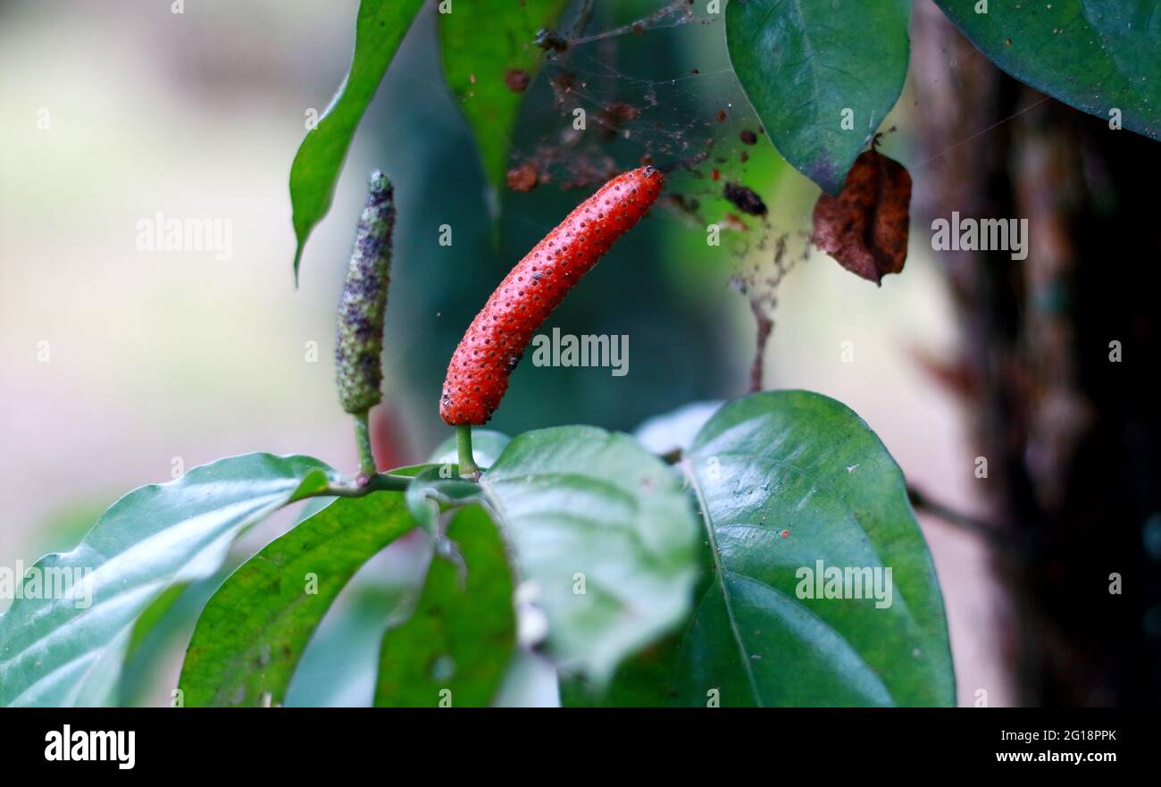 Javanische lange Paprika oder Piper Retrofractum wachsen auf Baum. In Indonesien cabe puyang genannt. Stockfoto