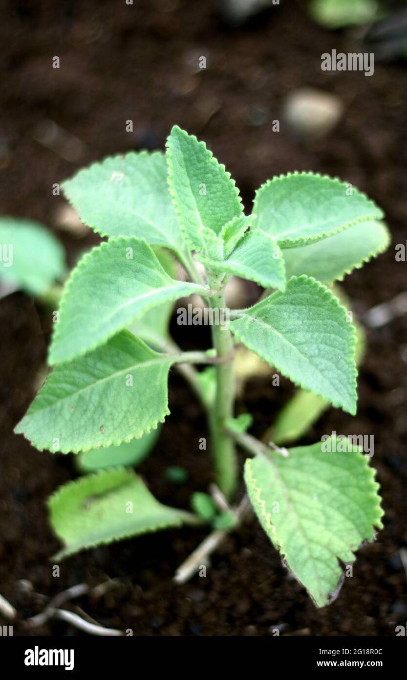Coleus amboinicus oder Country Bor Pflanze im Garten. Auch Mexican Mint  oder daun jinten genannt Stockfotografie - Alamy