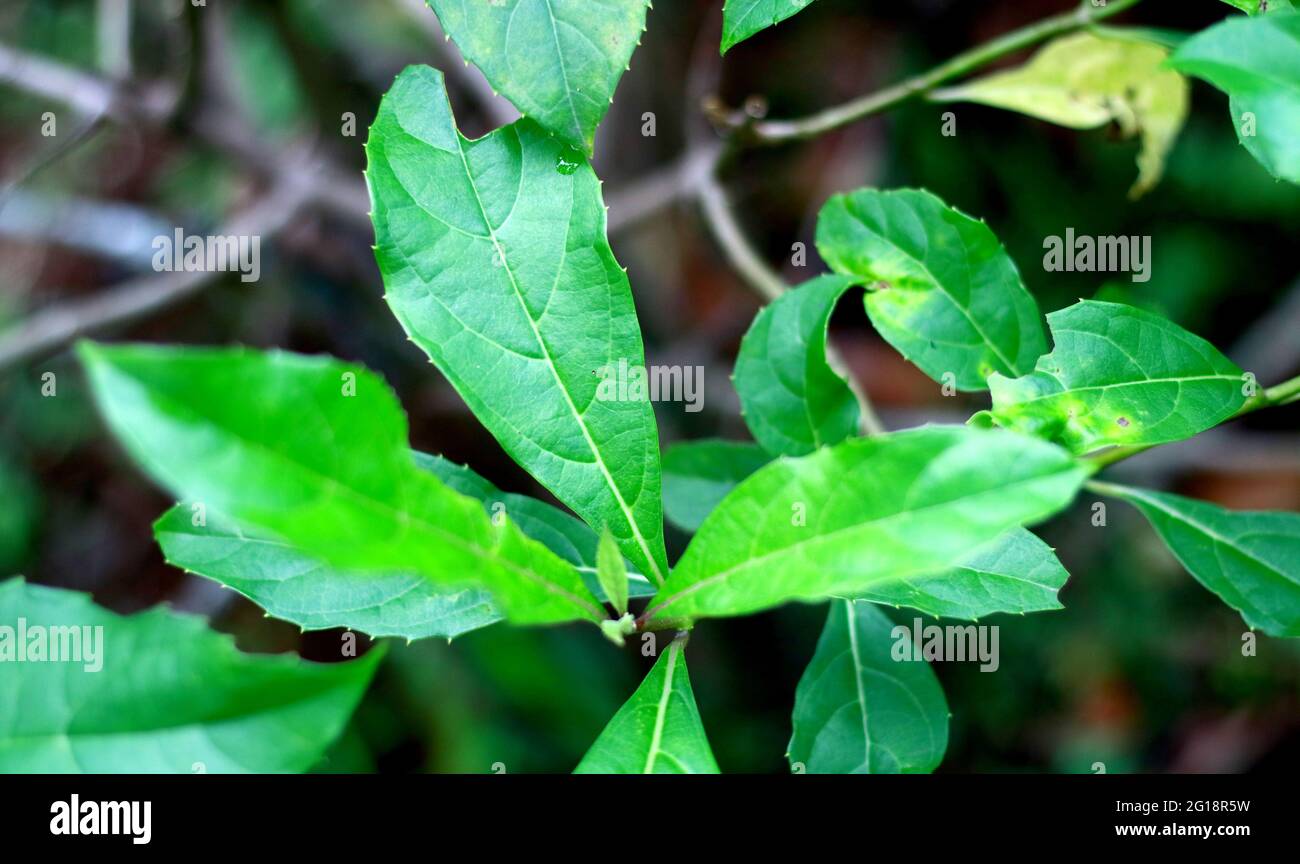 Rotheca serrata oder blaue Brunnenbuschblätter auf dem Baum. Stockfoto