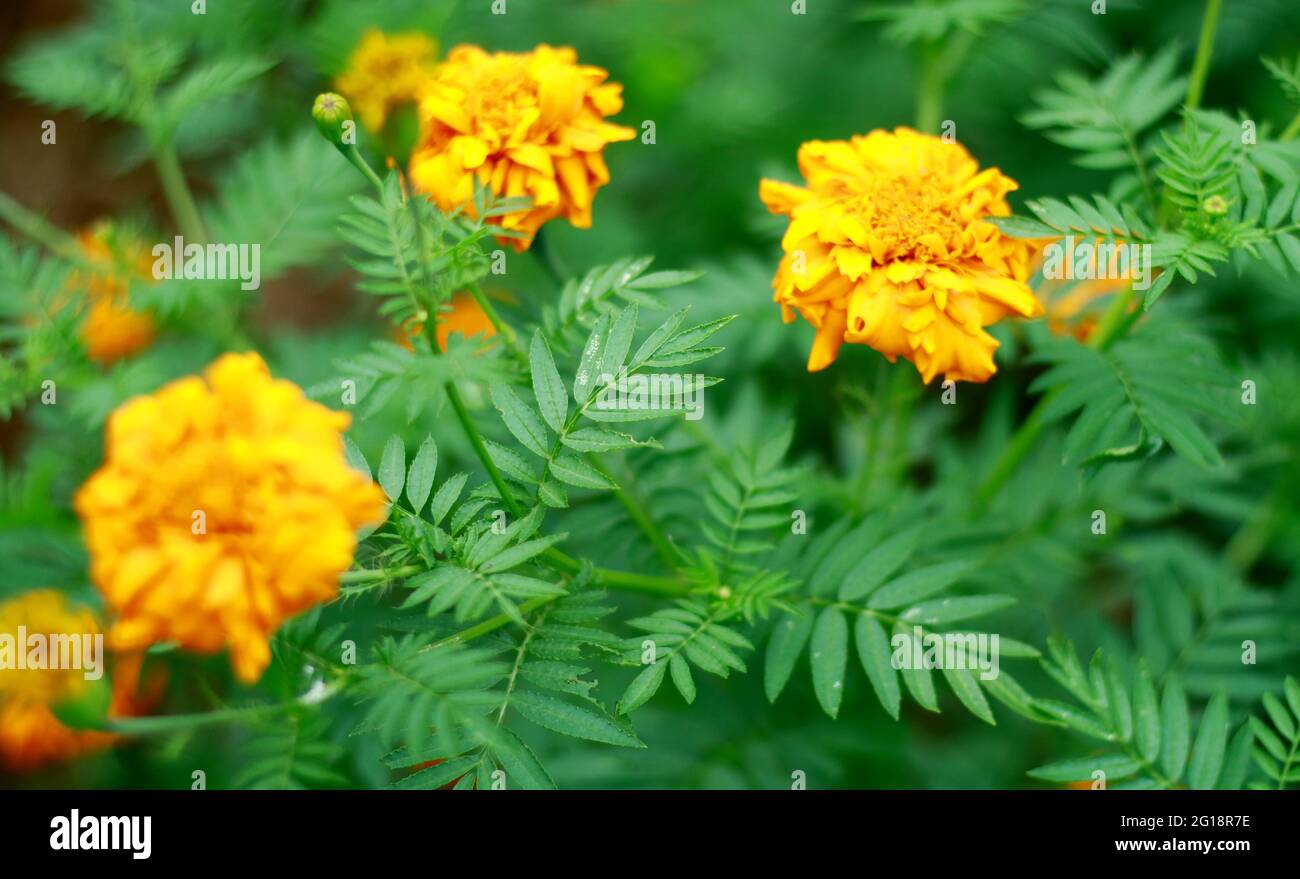 Mexikanischer Ringelbaum oder Aztekischer Ringelbaum im Garten. Tagetes erecta Linn. Stockfoto