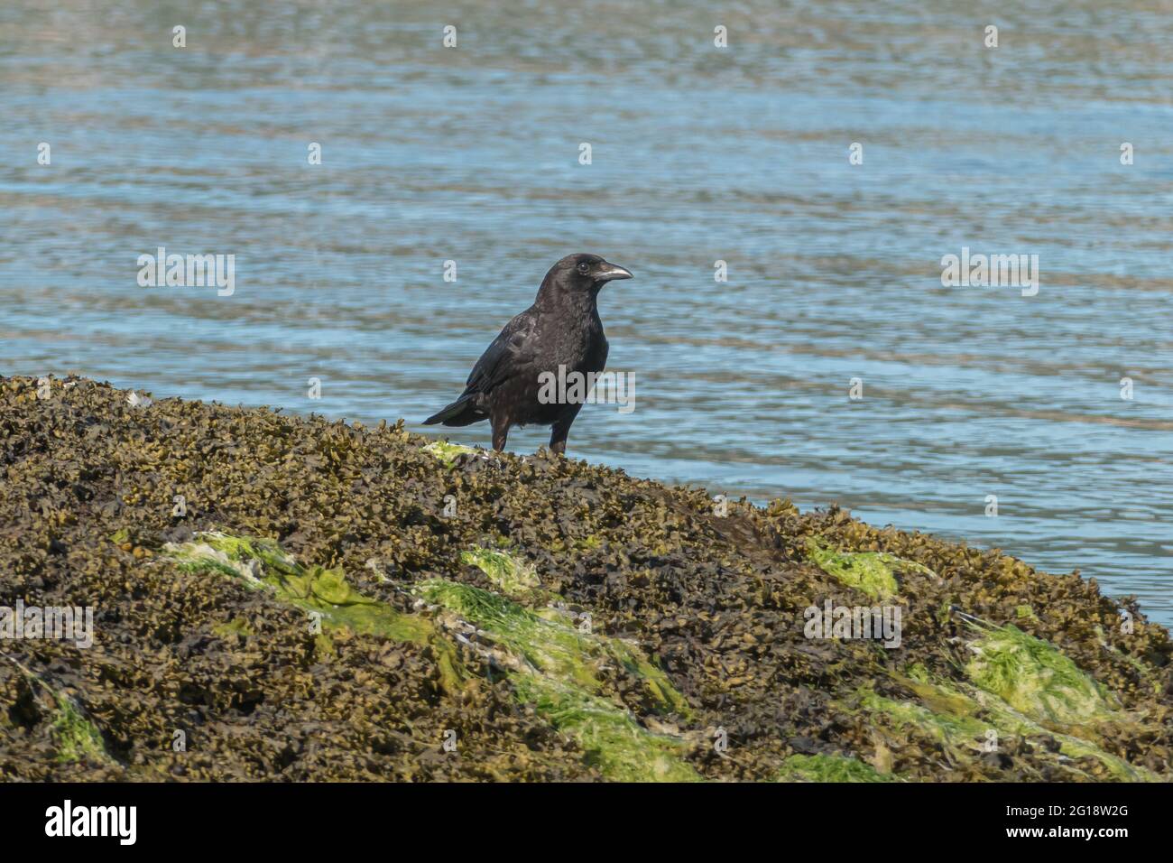 Raven sah sich im Sonnenlicht auf einem mit Algen bedeckten Felsen im Freien an Stockfoto