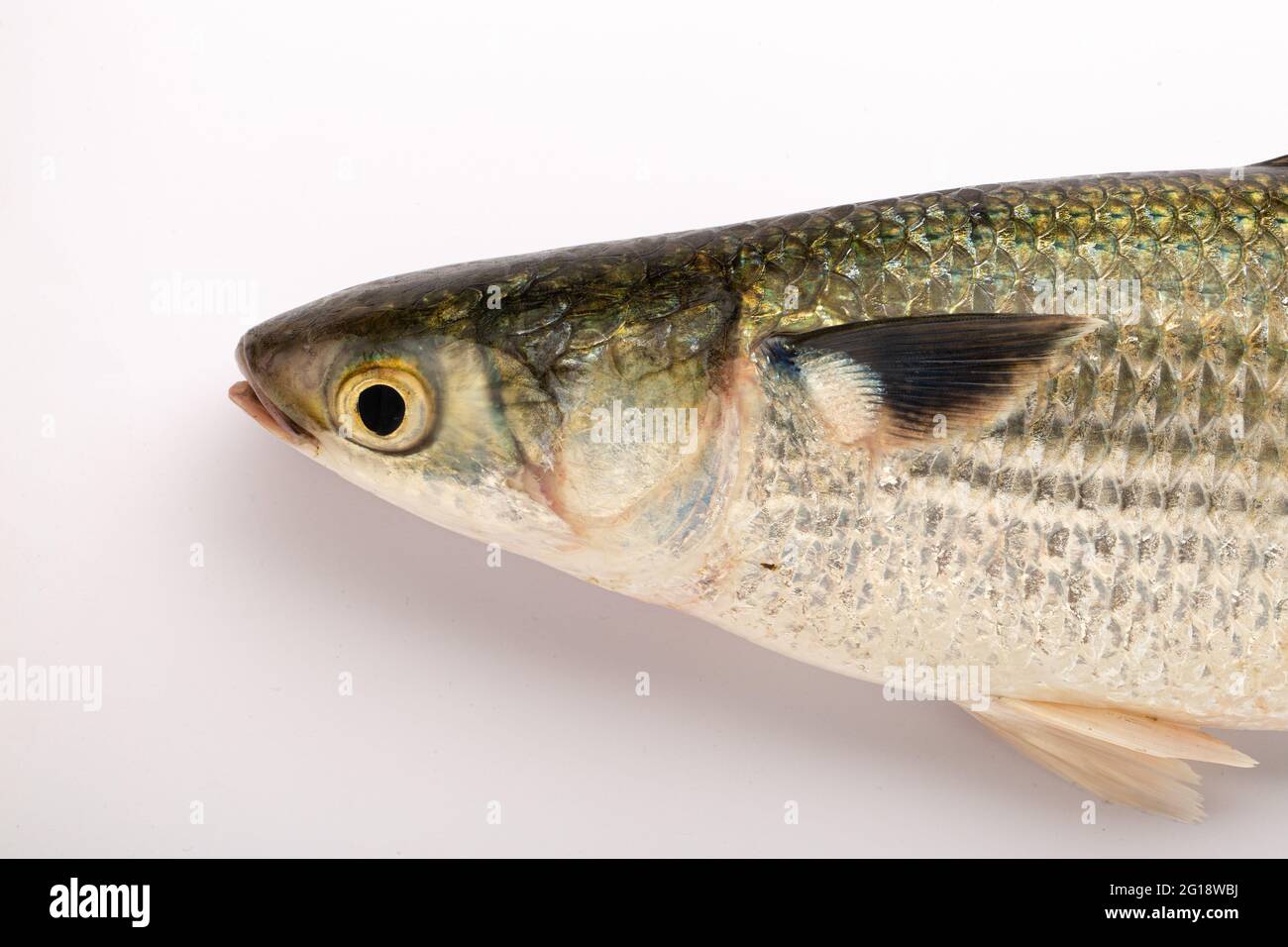 Süßwasserfisch-Rohu oder Rui , isoliert auf weißem strukturiertem Hintergrund Stockfoto
