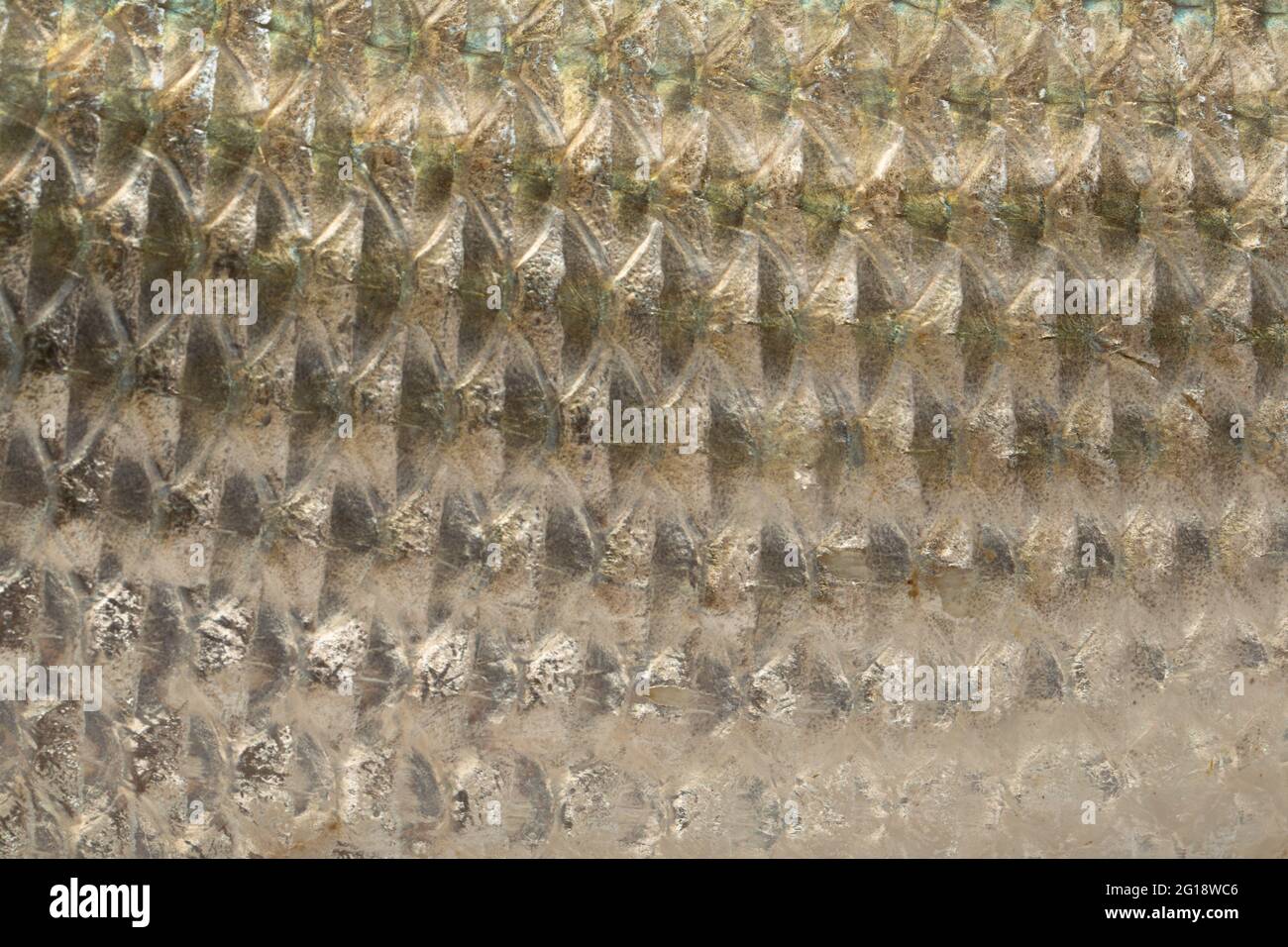 Süßwasserfisch-Rohu oder Rui , isoliert auf weißem strukturiertem Hintergrund Stockfoto