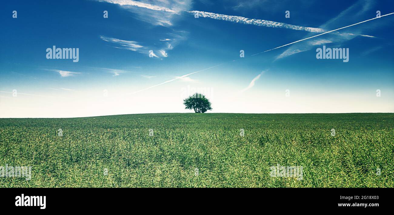 Panorama-Poster als Stille im minimalistischen Stil mit dem Baum des Lebens - Horizont mit einem einsamen Baum und blauem Himmel - dem Baum des Lebens. Stockfoto